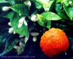 "AZAHAR" - Orange Blossom in Andalucía
