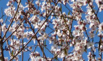 Almond blossom in Andalucía.