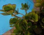 Vivid colours of the Mediterranean make you feel alive. Spanish So Simple Courses in Marbella, Estepona and Online,