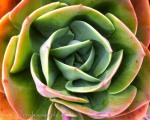 Beautiful Cactus in Andalucía. www.spanishsosimple.com