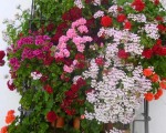 Fabulous show of geraniums in a typical Andalucían village window. www.spanishsosimple.com