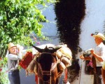 Traditions of Bygone Days alive and well in the white villages of Andalucía. www,spanishsosimple.com