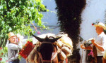 Traditions of Bygone Days alive and well in the white villages of Andalucía. www,spanishsosimple.com