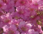 Flowers in Andalucía. Pink Trumpet Vine in full bloom - Podranea Ricasoliana. www.spanishsosimple.com