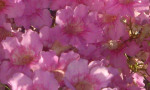 Flowers in Andalucía. Pink Trumpet Vine in full bloom - Podranea Ricasoliana. www.spanishsosimple.com