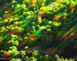 A special day out in the Valle del Genal amongst a forest of chestnut trees. www.spanishsosimple.com