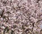 Almond blossom in February in Andalucía. www.spanishsoimple.com