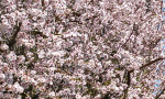 Almond blossom in February in Andalucía. www.spanishsoimple.com