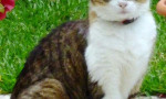 Mr Murphy! Such a handsome fellow! www.spanishsosimple.com