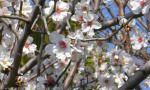 Almond blossom in February in Andalucía. www.spanishsoimple.com